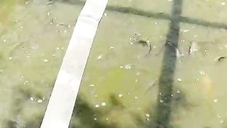 Air kolam Hijau pekat seperti harus segera kita ganti agar ikan lele tetap sehat