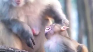 Funny Monkey Viral Video 124