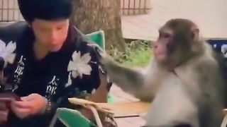 Funny Monkey Viral Video 125