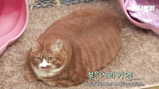 Cat Can't Accept The Fact That He's Fat