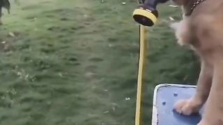 funny videos, dog