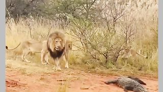 Funny Lion Viral Video 12