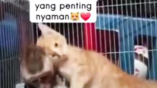 Mpuuuus Oyen Bermesraan Dengan Monyet