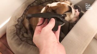 GUILTY Pets ???? FUNNIEST Compilation ???? Best of Internet