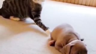 Mpuuuus Belang Jahil Sama Doggy