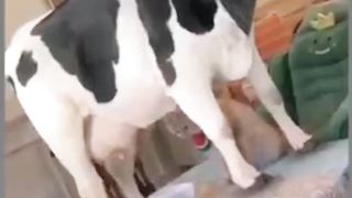 Mpuuuus Oyen Sibuk Persiapan Arisan