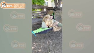 Dogs can't talk but still funnier than the comedians ????????FUNNIEST Dogs Video