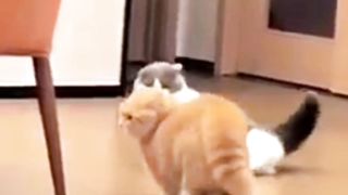Duet Mpuuuus Oyen Melawan Kucing Belang