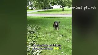 Funny Dogs And Cats Videos 2024 ???? - Best Funniest Animal Videos Of The week #1