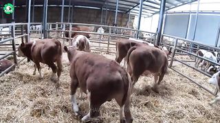 Sheep Farming ???? How To Export Millions Of Sheep, Pig, Cows