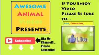 Funny Animals Compilation Try Not to Laugh ►Cute Animals Doing Funny Things
