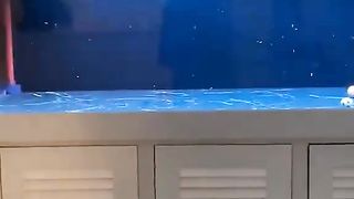 Angry Fish