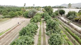 How He Turned Desert Sand Into Fertile Farm Land In 3 Months