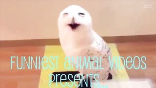Funny Animals Compilation Try Not to Laugh ►Cute Animals Doing Funny Things 2