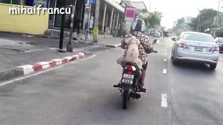 Funny Dogs - A Funny Dog Videos Compilation