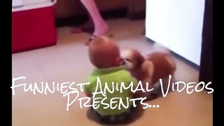 Best Funny Animals & Babies Compilation