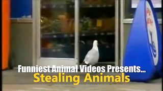 Funny Animals Stealing Food & Stuff