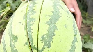 Fresh Watermelon