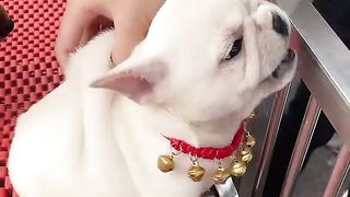 Angry puppy