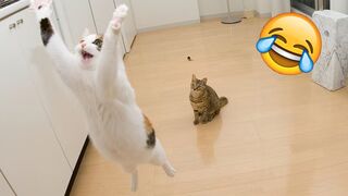 FUNNY CATS and DOGS ???????? New Funniest Animals Videos 2024
