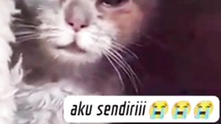 Kitten Sedih Sendirian