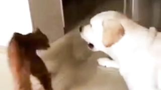 Mpuuuus Oyennya Gemesh Sama Doggy