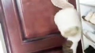 Kucing Cerdas Banyak Akal
