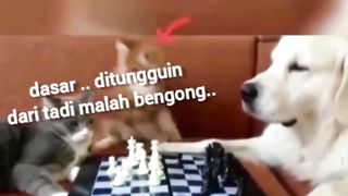 Si Oyen Emosi