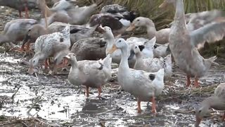 Billions Of Ducks Are Raised For Eggs And Meat This Way - Duck Farming.