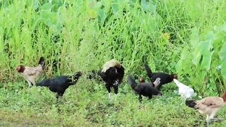 Make Money in Raising Native Chickens! Reasons Why It's Good to Invest in Native Chicken Farming