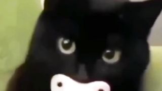 Mpuuuus Blacky Masih Ngempeng
