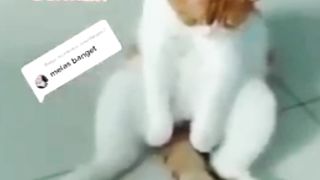 Mpuuuus Asyiiik Bermain