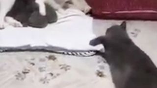 Kucing Jatah Kocak Minta Jatah
