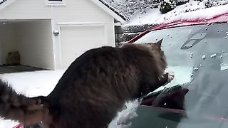 The cat in the snow