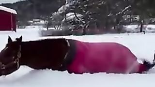 The snow water and the horse