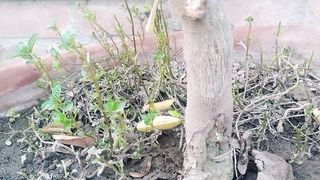 پودینے کی چٹنی کھانے والے اور لیمن گراس کا کہہ پینے والوں کے لیے ویڈیو
