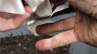 worms