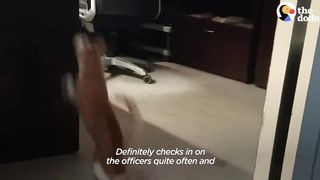 Police Cat Keeps A Close Eye On All The Officers