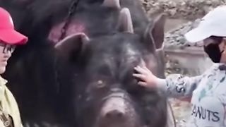 Scary real found footage strange animals