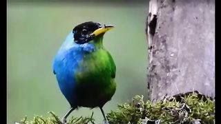 A rare bird with common characteristics of male and female has been discovered.