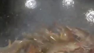 Tumis udang saus tiram