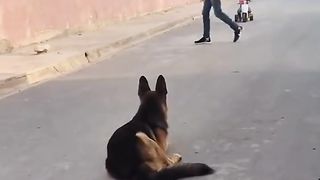 kutty ki wafadari zara dekhyn.