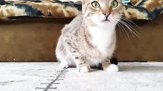Cat Watching Horror Movie