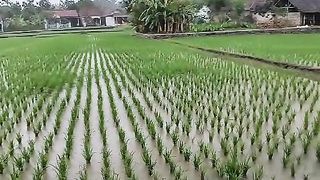 Resepsi pernikan di pinggir sawah