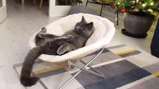 CAT WATCHING TOM AND JERRY | CHRISTMAS