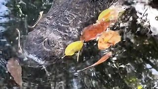 Amazing videos vol 232