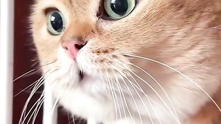 Funny Cat Viral Video 113