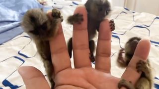 Adorable Finger Marmoset Monkey
