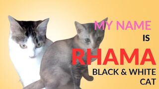 black and white beautiful cat