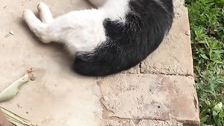 Funny cat 269